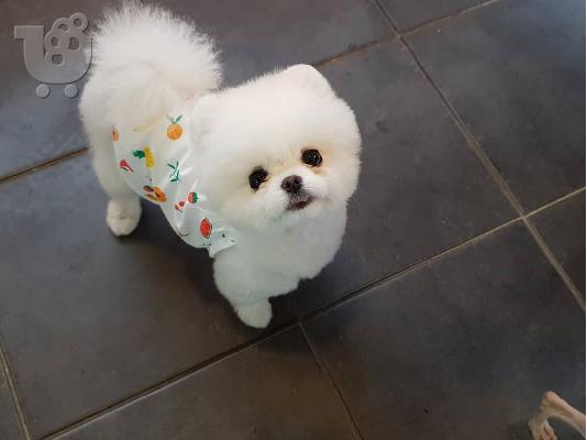 PoulaTo: Γλυκά μικρά Pomeranian κουτάβια