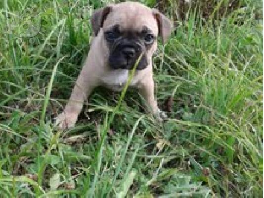 PoulaTo: pug