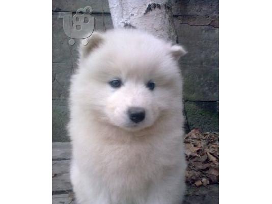 PoulaTo: SAMOYED