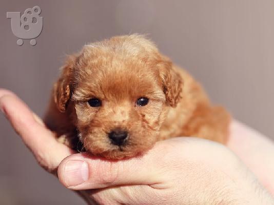 Καθαρόαιμα κουτάβια Toy Poodle