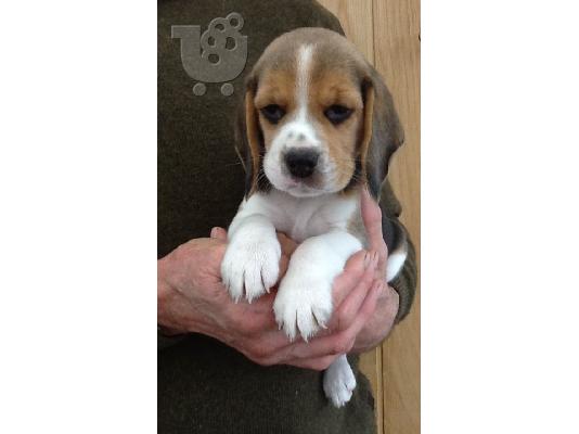 Beagle κουτάβια διαθέσιμα προς πώληση Αναισθητοποίηση...
