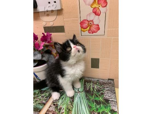 PoulaTo: Η όμορφη μας εμφάνιση GCCF ενεργή Exotic Shorthair είχε