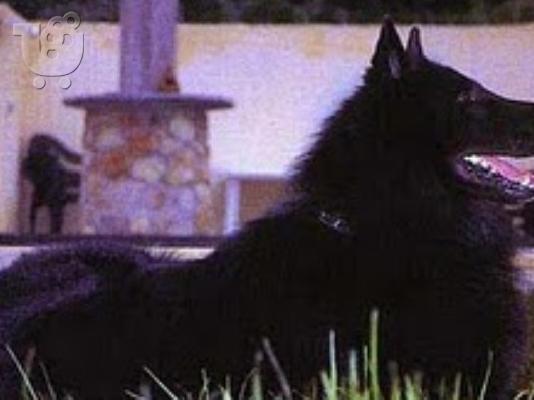 PoulaTo: PIT BULL (ΠΙΤ ΜΠΟΥΛ  ) Πίτμπουλ Πίτμπουλ Πίτμπουλ