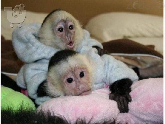 PoulaTo: Diathésimes pithíkous aby Marmoset kai Capuchin