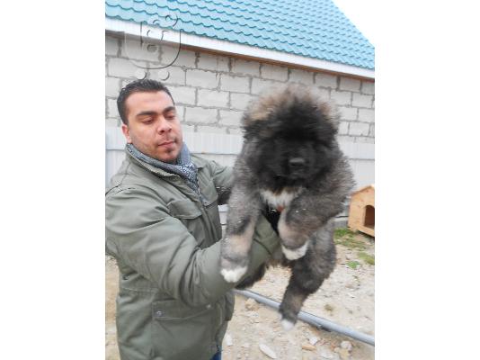 Κουκάσου