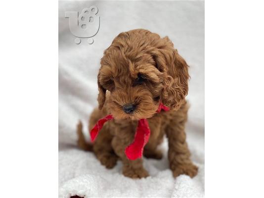 PoulaTo: Cockapoo
