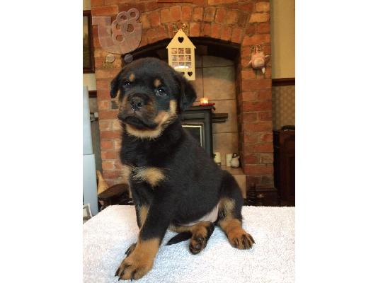 Όμορφο κουτάβι Rottweiler προς πώληση