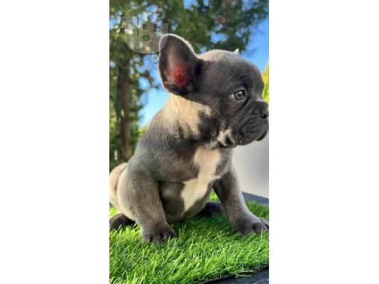 PoulaTo: French bulldog Blue