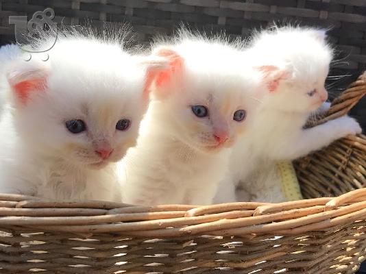 PoulaTo: prelijepo leglo ragdoll mačića kontaktirajte me preko (whatsapp 32460219218) ili (viber 237679571657)