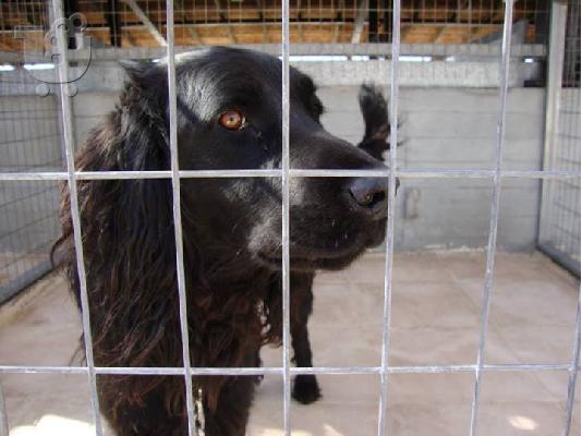PoulaTo: Gordon setter Χαριζεται