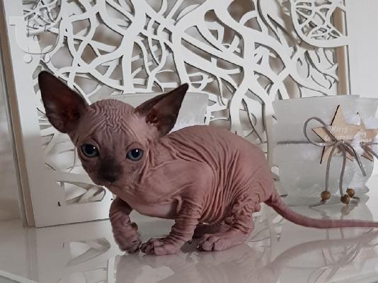 Γεια σας έχω προς πώληση όμορφα γατάκια Sphinx. Έμαθε...