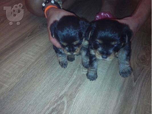Yorkshire terrier