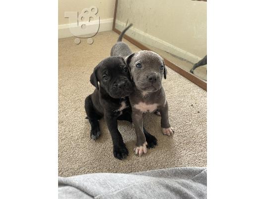 PoulaTo: Εγγεγραμμένα κουτάβια Cane Corso διαθέσιμα