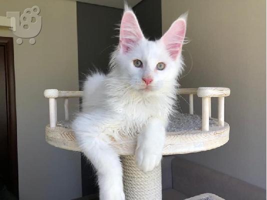 PoulaTo: 4 γοητευτικά αρσενικά και θηλυκά γατάκια Maine Coon προς