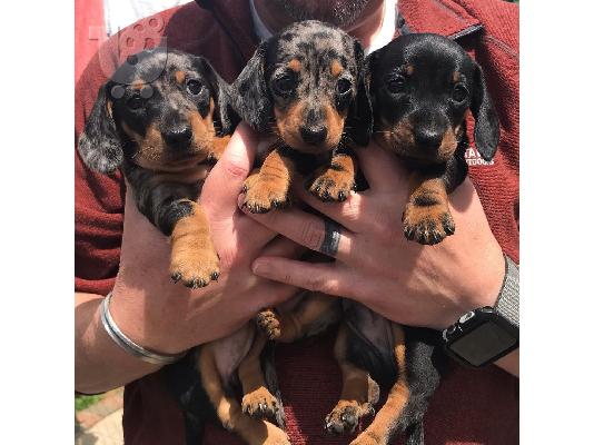 PoulaTo: DACHSHUND