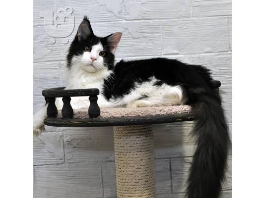 PoulaTo: Maine Coon Kittens For Sale