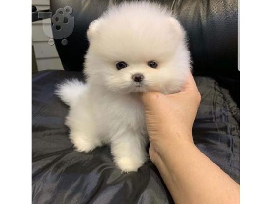 PoulaTo: πομερανικό κουτάβια /  pomeranian  mini