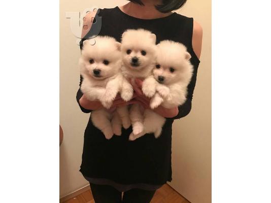 PoulaTo: Σπιτς μινι / Pomeranian κουτάβια /