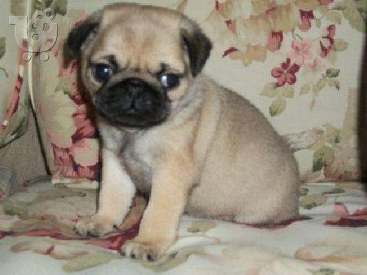 Χαρίζεται Πάγκ 3 Pug κουτάβια έτοιμη