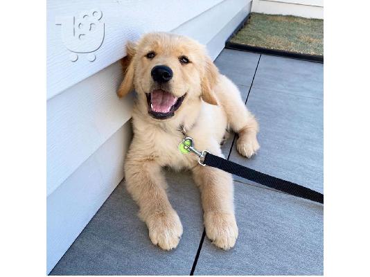 PoulaTo: Lovely Golden retriever κουτάβια Διαθέσιμο προς πώληση.