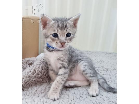 PoulaTo: Savannah Kitten. tica Εγγεγραμμένος