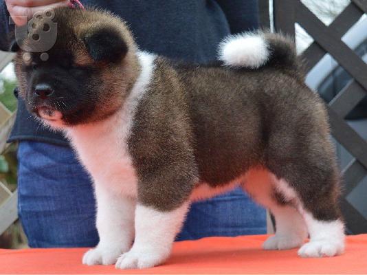 PoulaTo: Muški i ženski Akitas