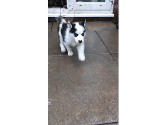 Ωραία αναζητούν Σιβηρίας Husky Puppies προς πώληση