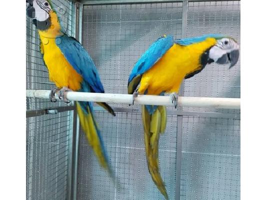 PoulaTo: Μπλε και χρυσά πτηνά Macaw Πώληση € 250