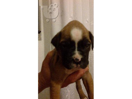 PoulaTo: boxer