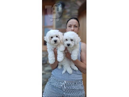 Curly Bichon κουτάβια όμορφα κουτάβια