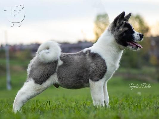 Κουτάβια American Akita
