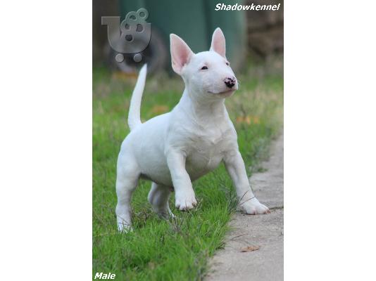 Κουτάβια Mini Bull Terrier