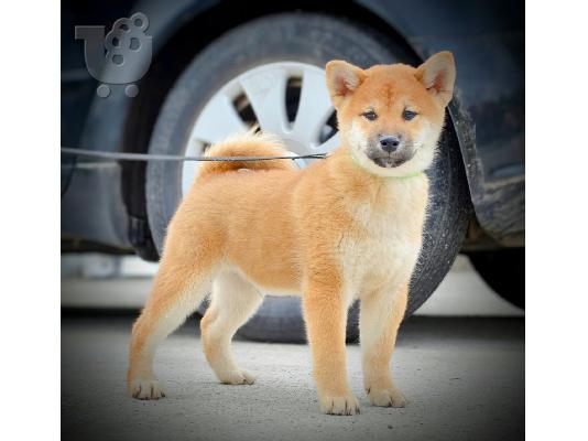 PoulaTo: Κουτάβια Shiba Inu