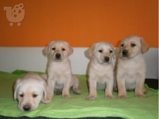 PoulaTo: LABRADOR