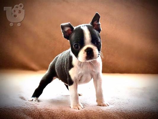 PoulaTo: Boston terrier - Τεριέ Βοστόνης