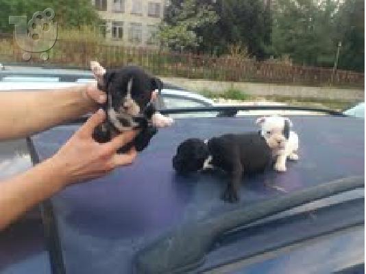 PoulaTo: french bulldog  αρσενικα και θηλυκα