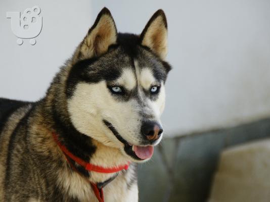 ΧΑΣΚΙ Σιβηρίας (Siberian Husky)