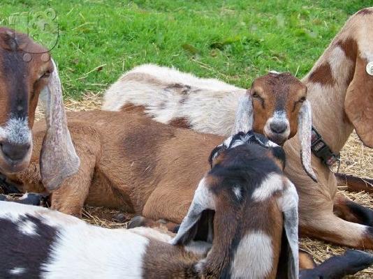 PoulaTo: ANGLONUBIAN, SAANEN, SABLE SAANEN
