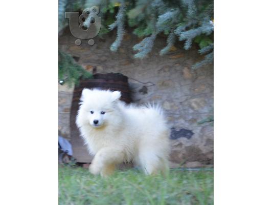 Samoyed δείχνουν την ποιότητα κουτάβια