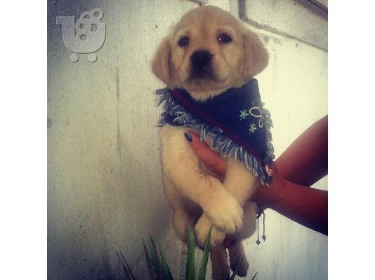 PoulaTo: κουταβια λαμπραντορ ρετριβερ ( labrador retriever )