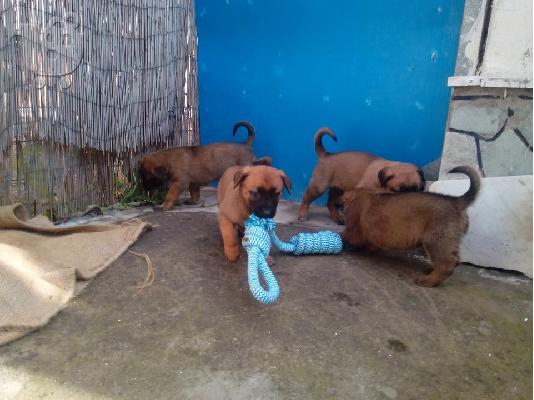 Belgian Malinois