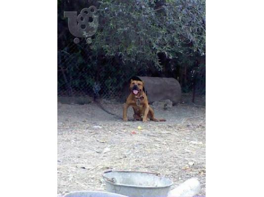 PoulaTo: ΠΙΤΜΠΟΥΛ ΑΡΣΕΝΙΚΟ 5 ΕΤΩΝ ΓΝΗΣΙΟ ΙΔΑΝΙΚΟ ΓΙΑ ΦΥΛΑΞΗ ΚΡΗΤΗ-ΑΘΗΝΑ