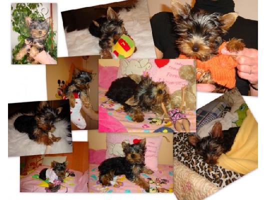 yorkshire terrier (mini) Τεριέ Γιορκσάιρ