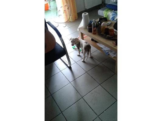 PoulaTo: Καθαρόαιμο Pitbullάκι 2 μηνών!