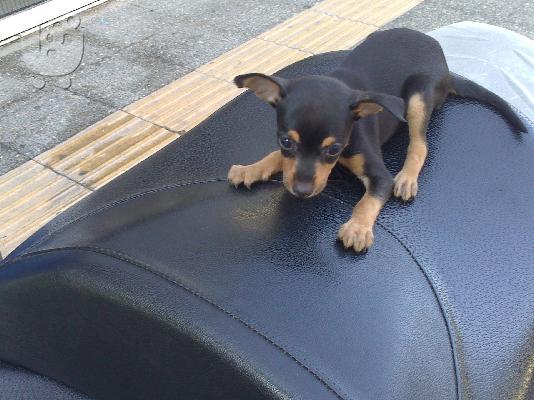 PoulaTo: pit bull