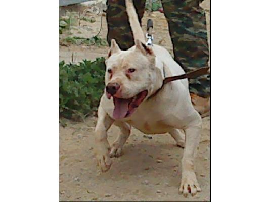 PoulaTo: PitBull (APBT) Arsenikos pwlite Πίτμπουλ