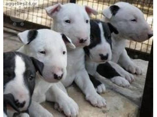 PoulaTo: bull terrier