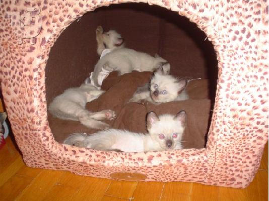 ΠΩΛΟΥΝΤΑΙ ΓΑΤΑΚΙΑ ΣΙΑΜ Σιαμαία ( Siamese)