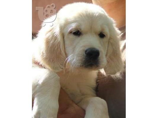 GOLDEN RETRIEVER
