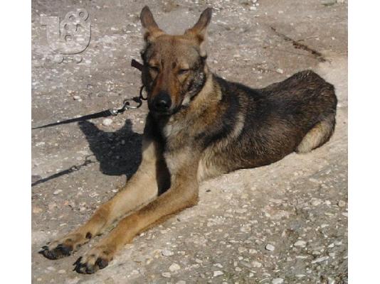 ΡΗΓΑΣ~Ημίαιμος λυκάκος χωρίς οικογένεια
